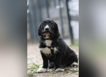 Yasko sucht liebevolle Familie....