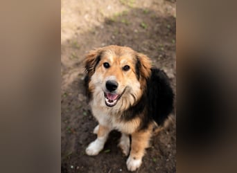 Sky sucht liebevolle Familie....