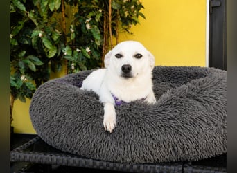 Stella ein kleines Herz sucht Dich..