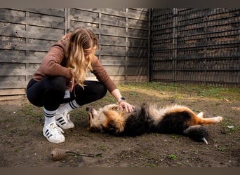 Sky sucht liebevolle Familie....