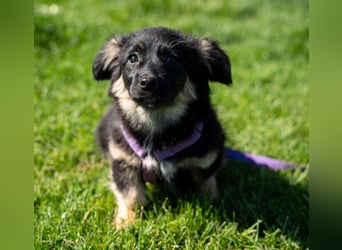 Perla sucht liebevolle Familie....