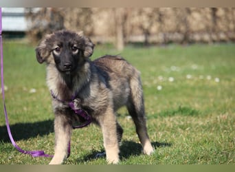 Jarina unsere kleine Schönheit.