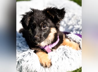 Perla sucht liebevolle Familie....