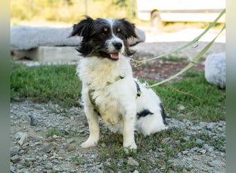 Maglino sucht sein für immer zu Hause...