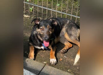 Sassy ein kleines Herz auf vier Pfoten..