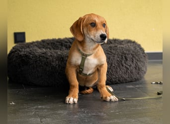 Moo wartet auf seine Menschen!