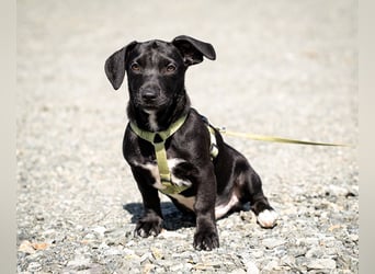 Mimba sucht sein Glück...