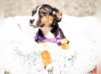 Honey sucht liebevolles Zuhause...