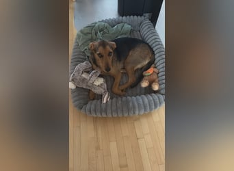 Laika sucht ihren Seelenverwandten...
