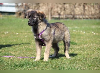 Jarina unsere kleine Schönheit.