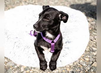 Mausi unsere kleine Prinzessin.