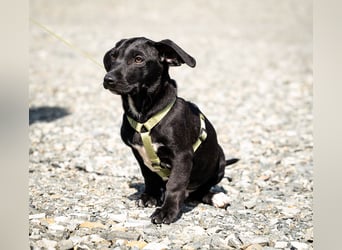 Mimba sucht sein Glück...