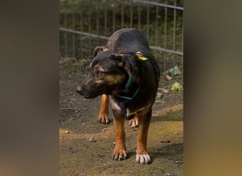 Sassy ein kleines Herz auf vier Pfoten..