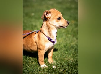 Wer schenkt unsere kleine Baylili ein Zuhause...