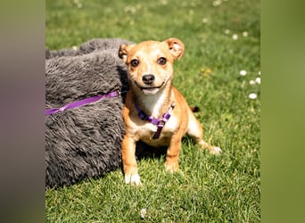 Wer schenkt unsere kleine Baylili ein Zuhause...