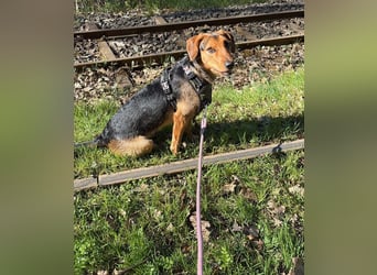 Laika sucht ihren Seelenverwandten...