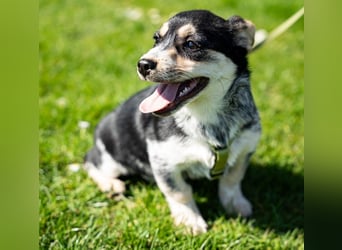 Alessio – ein kleines Herz auf vier Pfoten