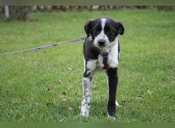 Darf ich vorstellen Prinzessin Joy