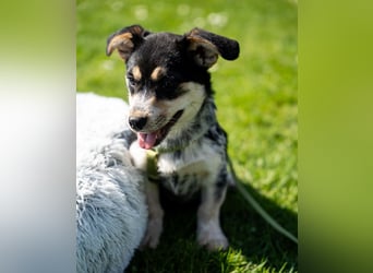 Alessio – ein kleines Herz auf vier Pfoten