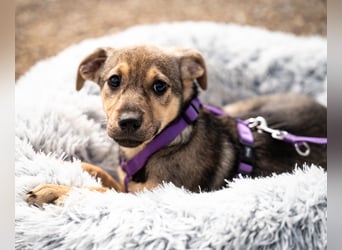 Galina sucht ihr Für-Immer-Zuhause!