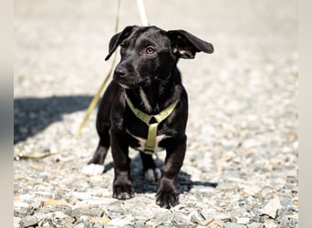 Mimba sucht sein Glück...