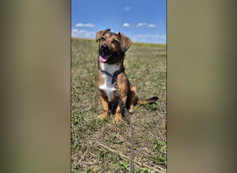Bubu