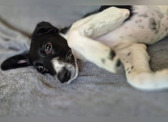 Süße ♥Suki♥ wartet bereits in 32130 Enger auf ihre Für-Immer-Menschen