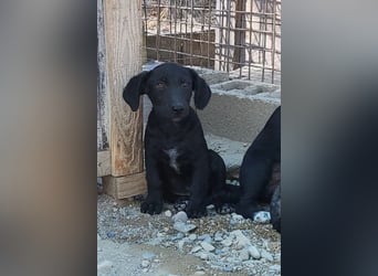 Welpenbub ♥ Spunky ♥ liebenswertes Familienmitglied auf 4 Pfoten