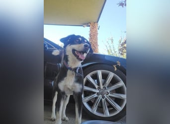 Lucy ❤️ offene, neugierige Hundedame