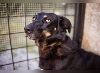 YARINA❤️zarte Hundedame: Lieb. Klug. Lernwillig.