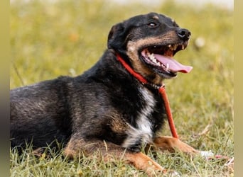 Rio ❤️ freundlicher Herzenshund sucht Familie!