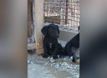 Welpenbub ♥ Spunky ♥ liebenswertes Familienmitglied auf 4 Pfoten