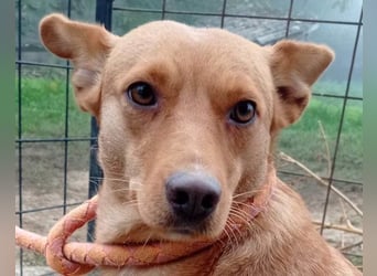 Sanfte SIMBA❤️eine liebevolle Seele - gerettet und bereit fürs Glück!