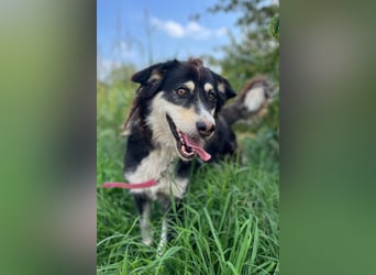 Lucy ❤️ offene, neugierige Hundedame