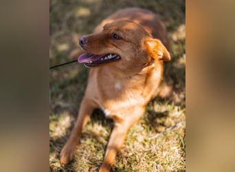 Sanfte SIMBA❤️eine liebevolle Seele - gerettet und bereit fürs Glück!