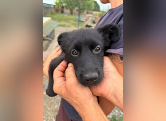 MARVEL❤️neugieriges, zauberhaftes Welpenmädchen sucht ihre Herzensmenschen