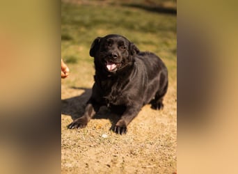 Süße OldLady ♥ Merry ♥ fröhliche, freundliche Hundedame