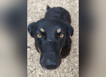 YARINA❤️zarte, entzückende kleine Hundedame: Lieb. Klug. Lernwillig.