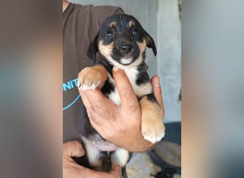 Elke ❤️ verspieltes, liebes Hundemädchen