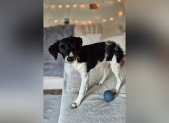Süße ♥Suki♥ wartet bereits in 32130 Enger auf ihre Für-Immer-Menschen