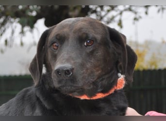 Freundlicher kleiner Rüde ♥ Grom ♥ lieber, sozialer Rüde im besten Alter