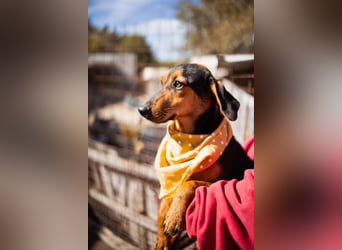 Jungrüde ♥ Faelan ♥ goldiger Schatz