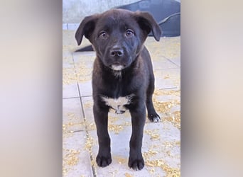 süße LIA❤️kleines Energiebündel sucht ein Für-Immer-Körbchen