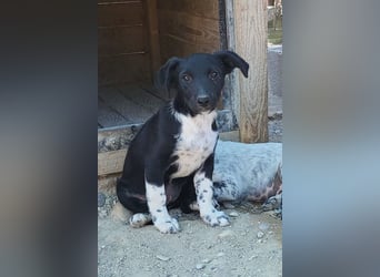 Welpenmädchen Chana ❤️ so verspielt & aufgeschlossen!