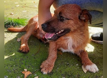 Klein Bentley ❤️ verspielter, freundlicher Rüde!