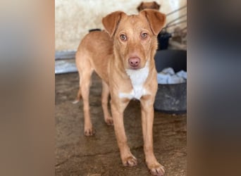 Novis, geb. ca. 09/2025, lebt in GRIECHENLAND, auf einer privaten Pflegestelle