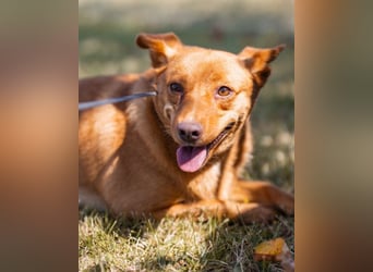 Sanfte SIMBA❤️eine liebevolle Seele - gerettet und bereit fürs Glück!