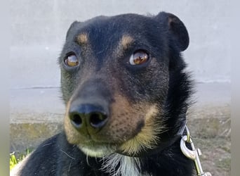 Rio ❤️ freundlicher Herzenshund sucht Familie!