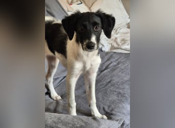 Süße ♥Suki♥ wartet bereits in 32130 Enger auf ihre Für-Immer-Menschen