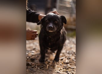 Liebste Lava - kuschelige, freundliche kleine Hündin